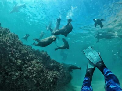 Swim with Seals