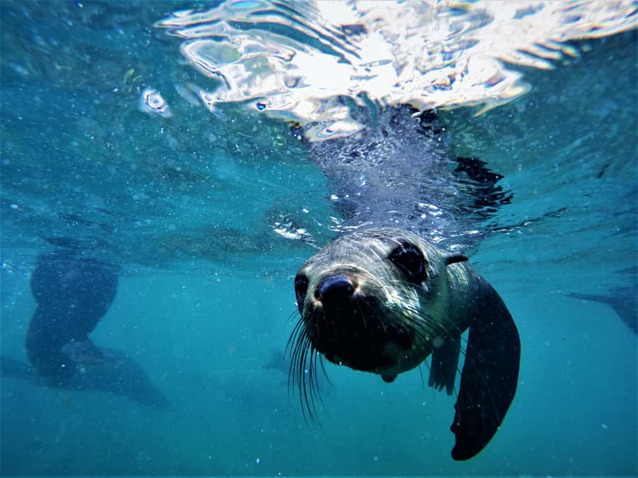 Plettenberg Bay: Swim with Seals - The seal encounter is close, but respectful
