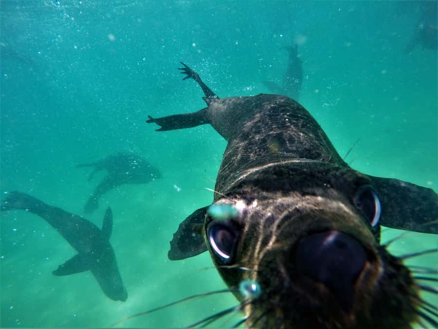 Plettenberg Bay: Swim with Seals - Free photos add genuine value