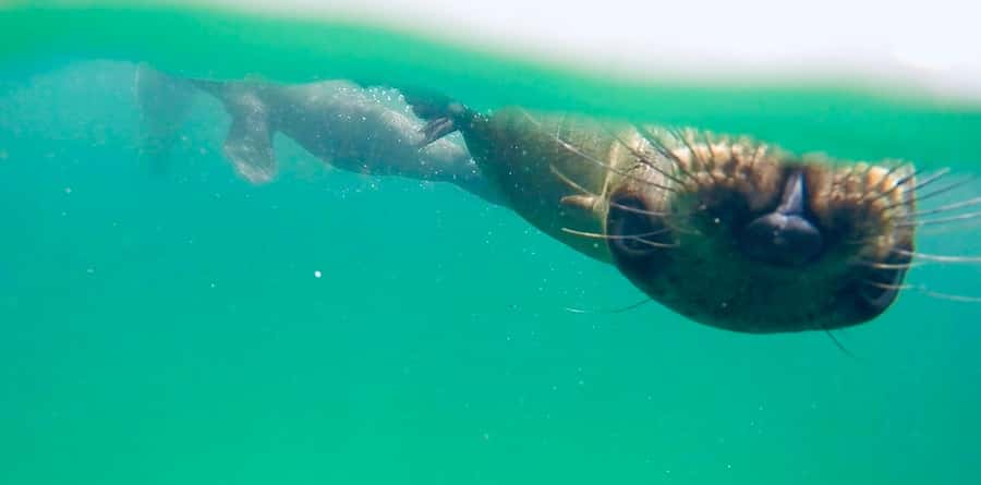 Plettenberg Bay: Swim with Seals - Practical tips for a smoother outing