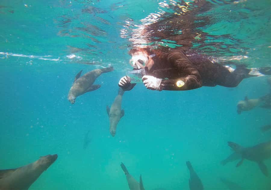 Plettenberg Bay: Swim with the Seals - Key things to know before you book