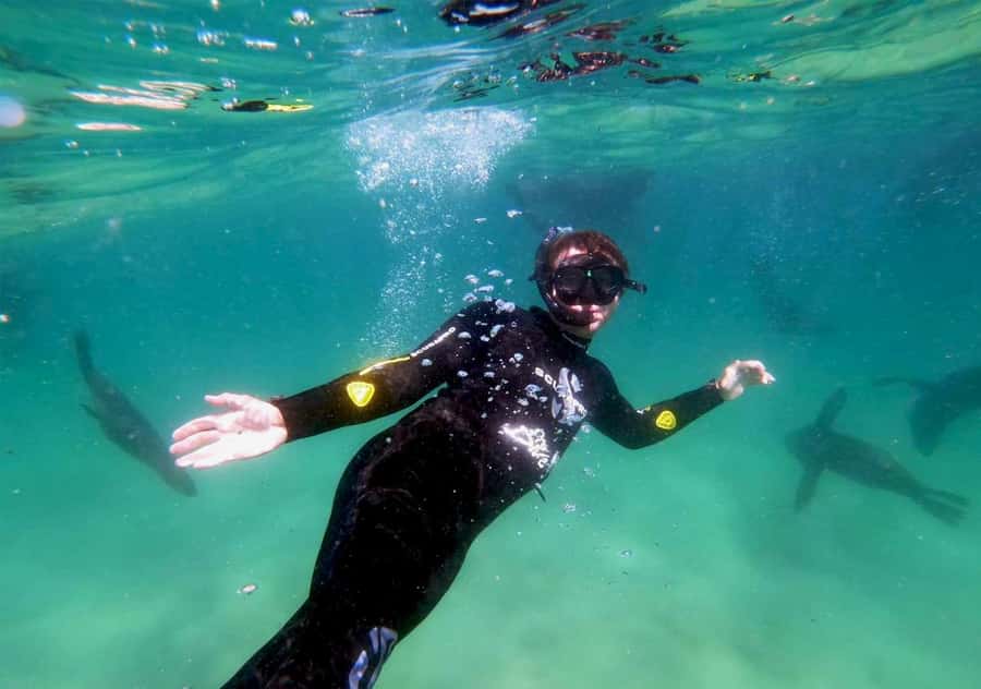 Plettenberg Bay: Swim with the Seals - The rabies concern and how it affects your decision