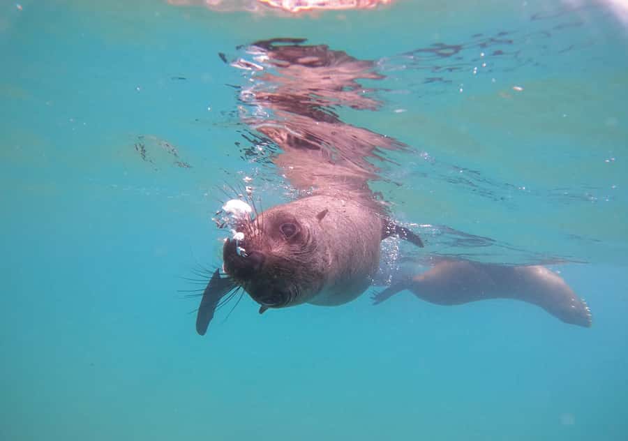 Plettenberg Bay: Swim with the Seals - Watching from the boat is a proper alternative