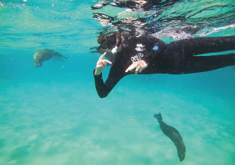 Plettenberg Bay: Swim with the Seals - Who will get the most from this seal swim