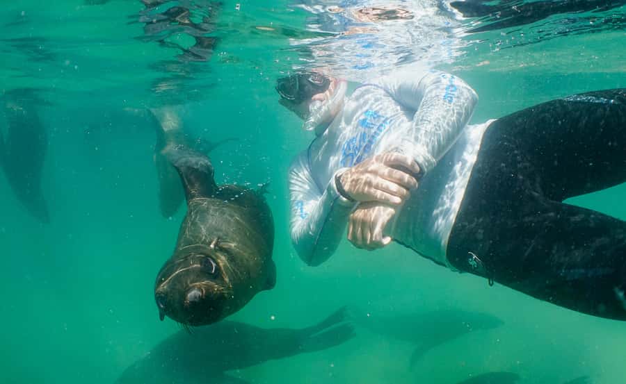 Plettenberg Bay: Swim with the Seals - The speedboat ride is half the fun