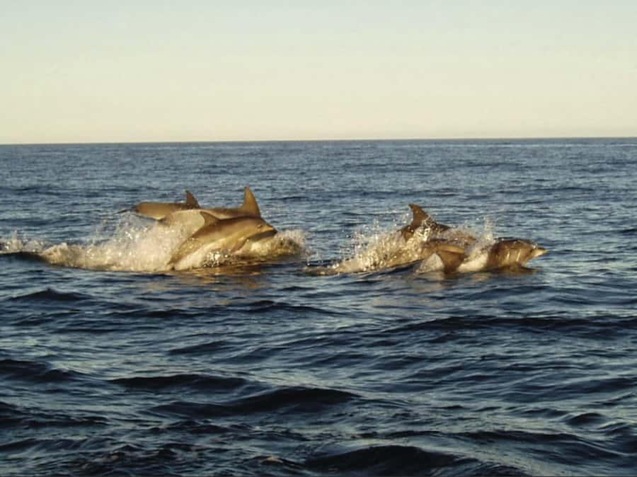 Plettenberg Bay: Whale Watching Boat Cruise - Key points to know before you book