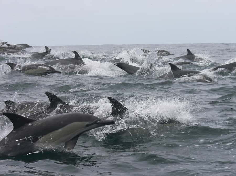 Plettenberg Bay: Whale Watching Boat Cruise - Starting at Hopwood Street with a beach launch