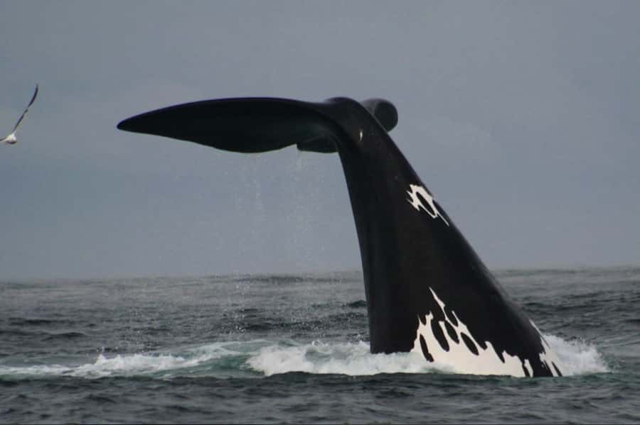 Plettenberg Bay: Whale Watching Boat Cruise - Dolphins, seals, and birds can save the day