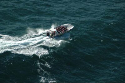 Whale Watching Boat Cruise