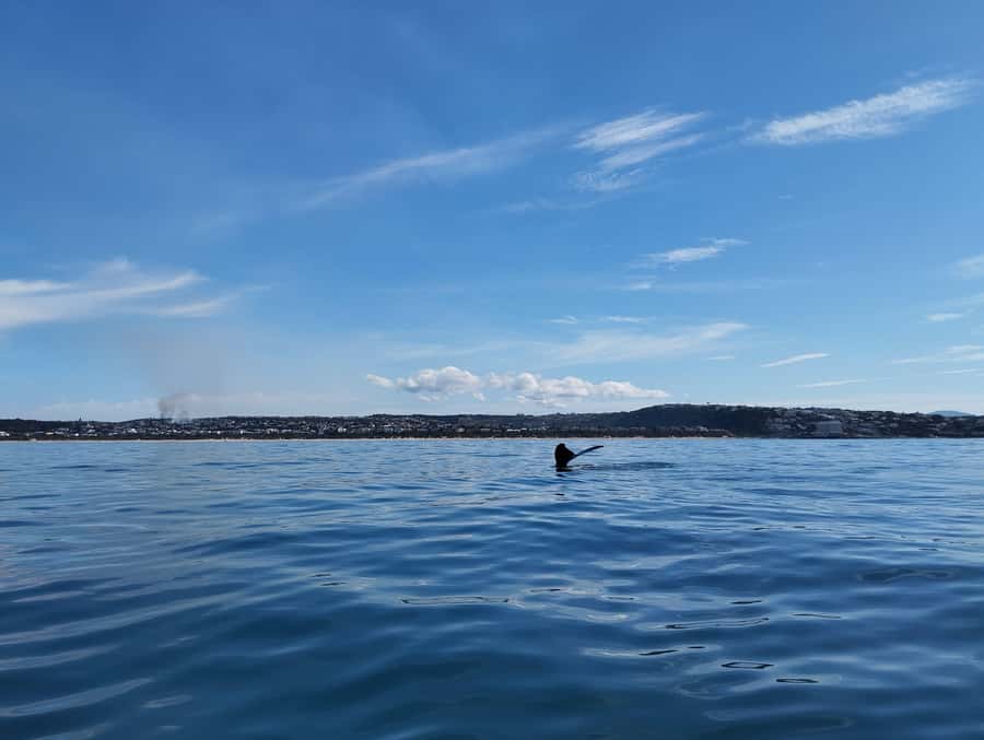 Plettenberg Bay: Whale Watching Boat Cruise - Why the morning departure makes sense