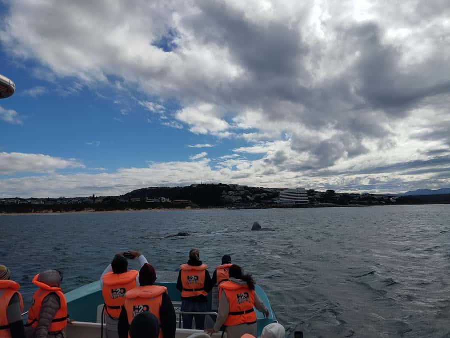 Plettenberg Bay: Whale Watching Boat Cruise - Rough water, spray, and comfort on the boat