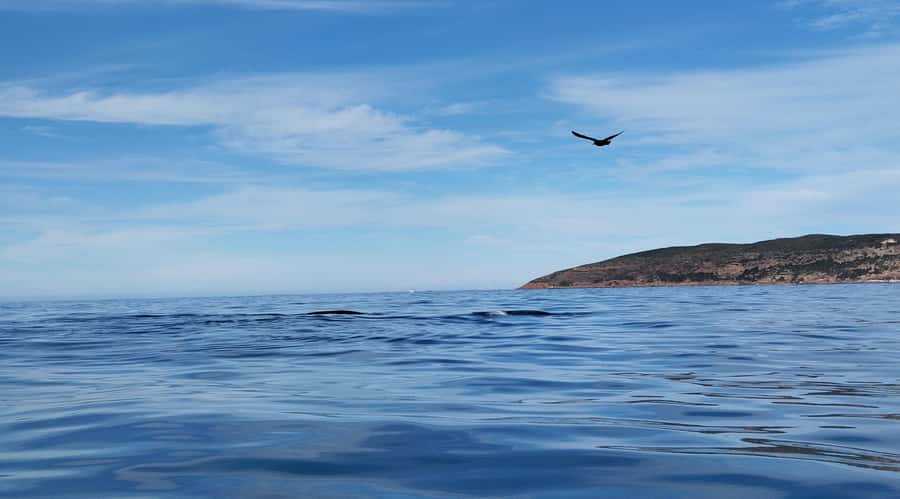 Plettenberg Bay: Whale Watching Boat Cruise - The two-hour itinerary, step by step