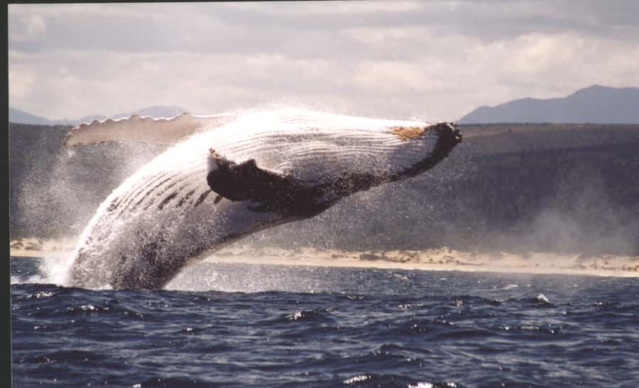 Plettenberg Bay: Whale-Watching Cruise - Starting at the Milkwood Centre