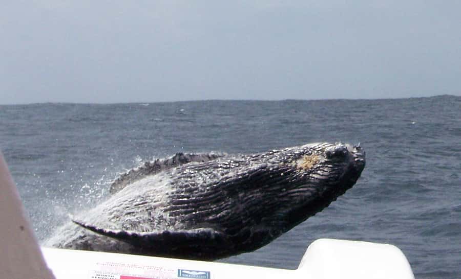 Plettenberg Bay: Whale-Watching Cruise - The surf launch sets the tone