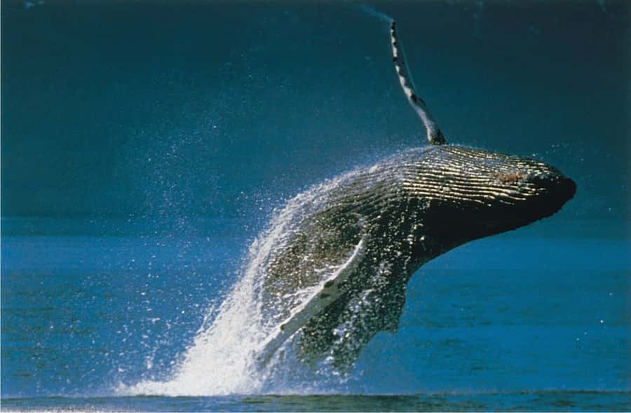 Plettenberg Bay: Whale-Watching Cruise - What a whale sighting may really look like