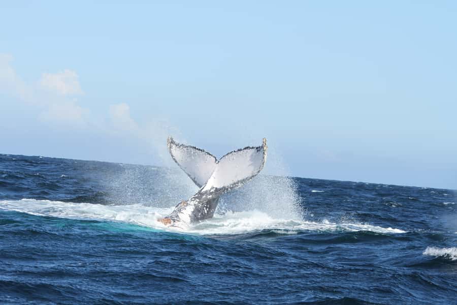Plettenberg Bay: Whale-Watching Cruise - Robberg Peninsula and the seal colony