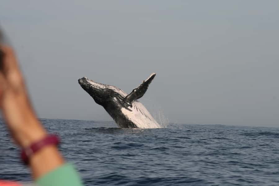 Plettenberg Bay: Whale-Watching Cruise - The guide’s commentary and where to sit