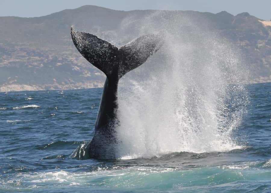 Plettenberg Bay: Whale-Watching Cruise - The beach landing back in Plettenberg Bay