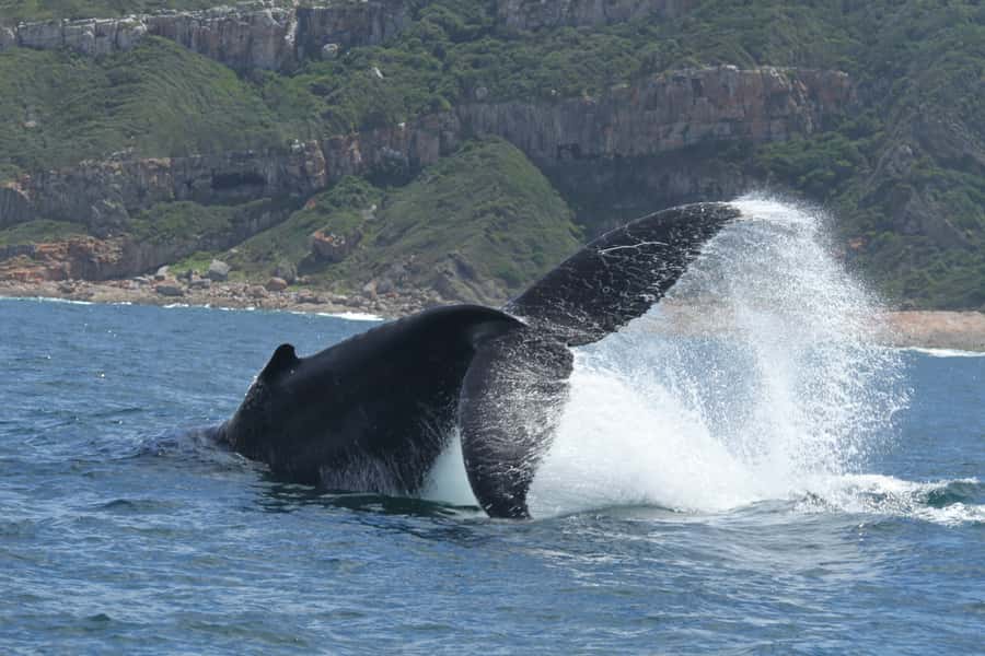 Plettenberg Bay: Whale-Watching Cruise - Is $77 a fair price?