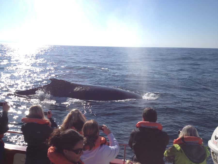 Plettenberg Bay: Whale-Watching Cruise - Should you book the Plettenberg Bay whale cruise?