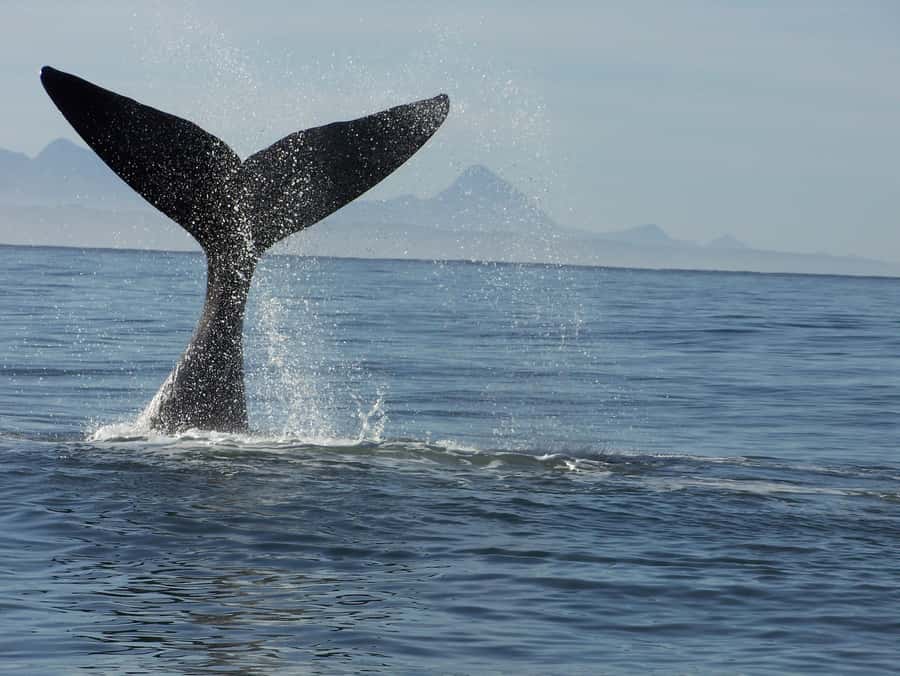 Plettenberg Bay: Whale-Watching Cruise - Choosing between the inshore and offshore routes