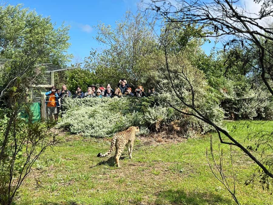 Plettenberg Bay: Wild Cat and Wildlife Guided Tour - Five things to know before you go
