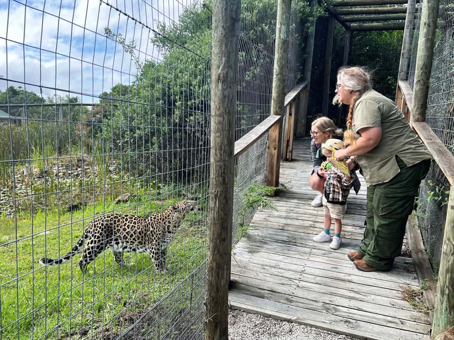 Plettenberg Bay: Wild Cat and Wildlife Guided Tour - Why Tenikwa makes a useful stop near Plettenberg Bay