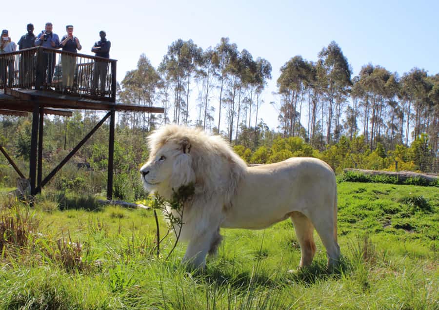 Plettenberg Bay: Wild Cat and Wildlife Guided Tour - The first five minutes: safety before sightings