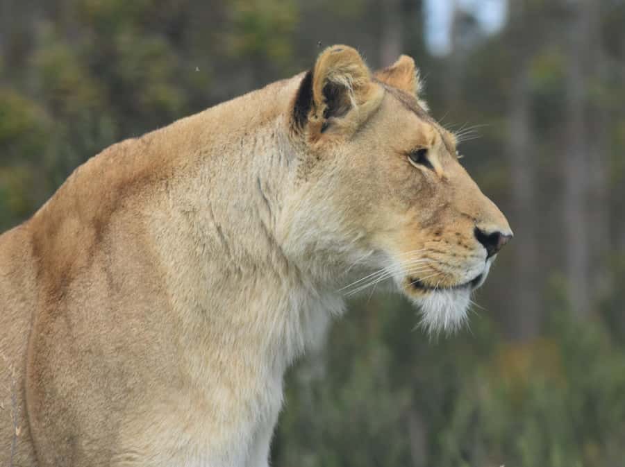 Plettenberg Bay: Wild Cat and Wildlife Guided Tour - The one-hour walk through the cat habitats