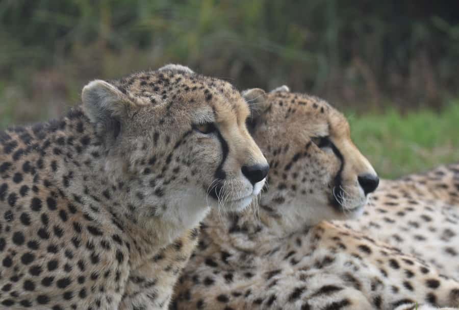 Plettenberg Bay: Wild Cat and Wildlife Guided Tour - What the guides add to the experience