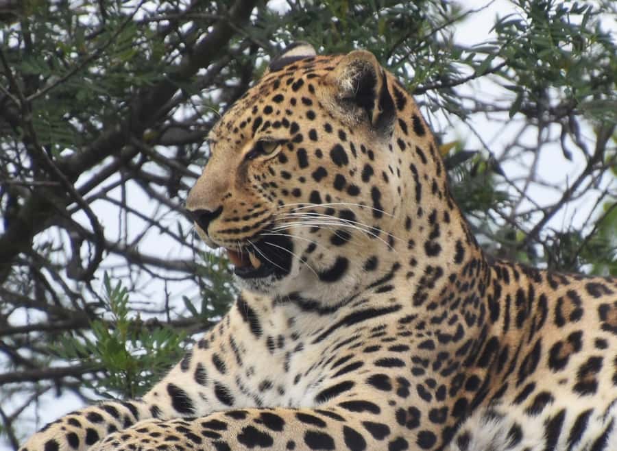 Plettenberg Bay: Wild Cat and Wildlife Guided Tour - Photographing lions, leopards, and smaller cats