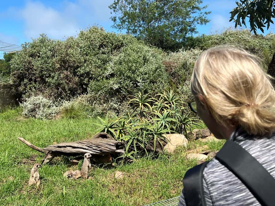Plettenberg Bay: Wild Cat and Wildlife Guided Tour - Shop, food, and the extra time to allow