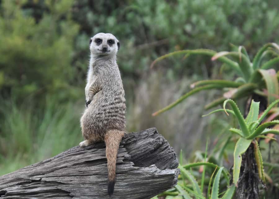 Plettenberg Bay: Wild Cat and Wildlife Guided Tour - Is $27 a fair price?