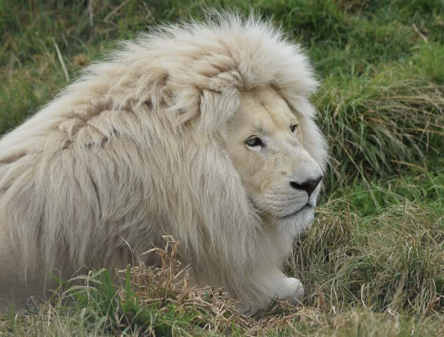 Plettenberg Bay: Wild Cat and Wildlife Guided Tour - Reaching Tenikwa from the N2