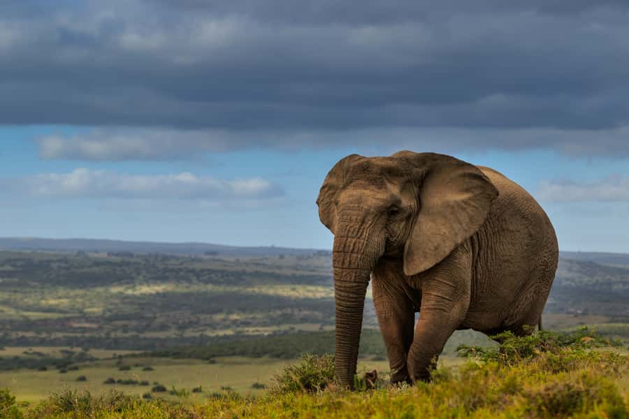Port Elizabeth: 2-Day Addo Elephant Park Safari - Why Addo makes a strong two-day safari base
