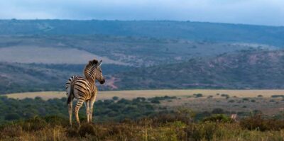 2-Day Addo Elephant Park Safari