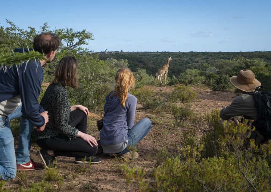 Port Elizabeth: 2-Day Addo Elephant Park Safari - The giraffe tracking experience, with a careful explanation