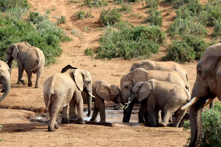 Port Elizabeth: 2-Day Addo Elephant Park Safari - Guides can shape the whole experience