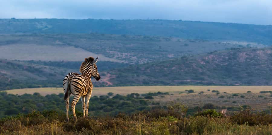 Port Elizabeth: 2-Day Addo Elephant Park Safari - A full day among Addo’s elephants