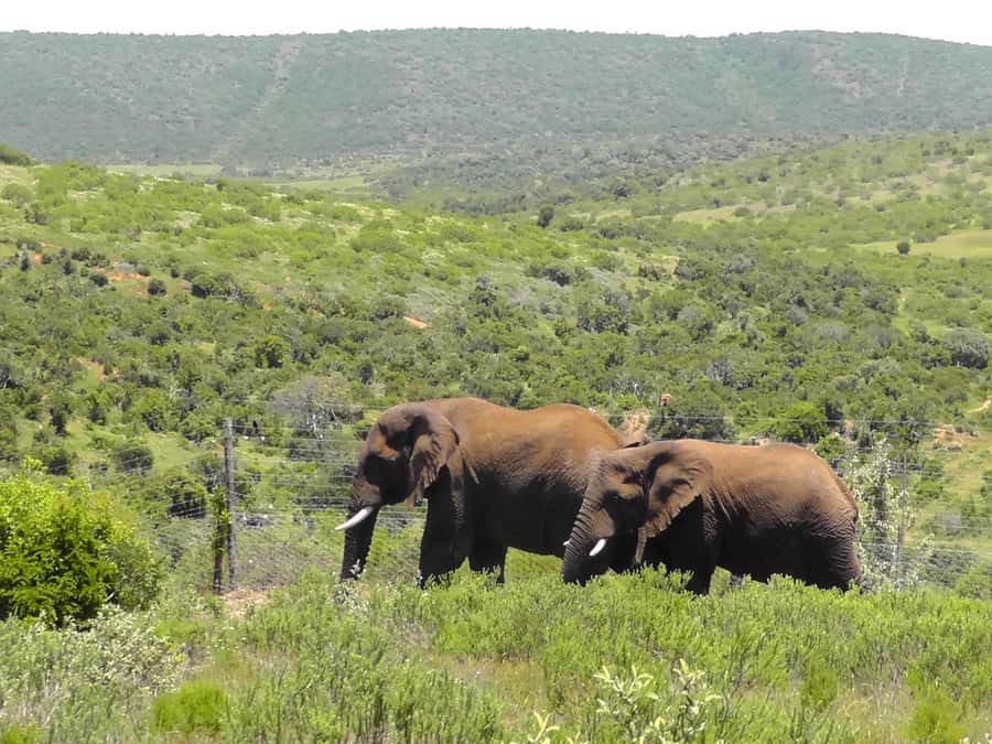 Port Elizabeth:2-Day Schotia Safaris & Addo Wildlife Reserve - Bush dinner under the Eastern Cape sky