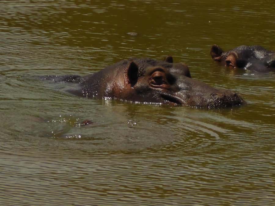 Port Elizabeth:2-Day Schotia Safaris & Addo Wildlife Reserve - A full day at Schotia Safaris Private Game Reserve