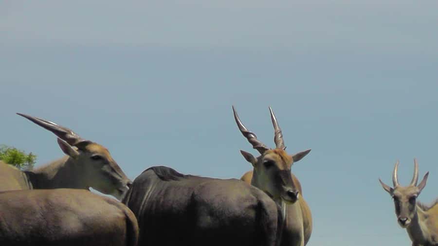 Port Elizabeth:2-Day Schotia Safaris & Addo Wildlife Reserve - What the open 4x4 format changes