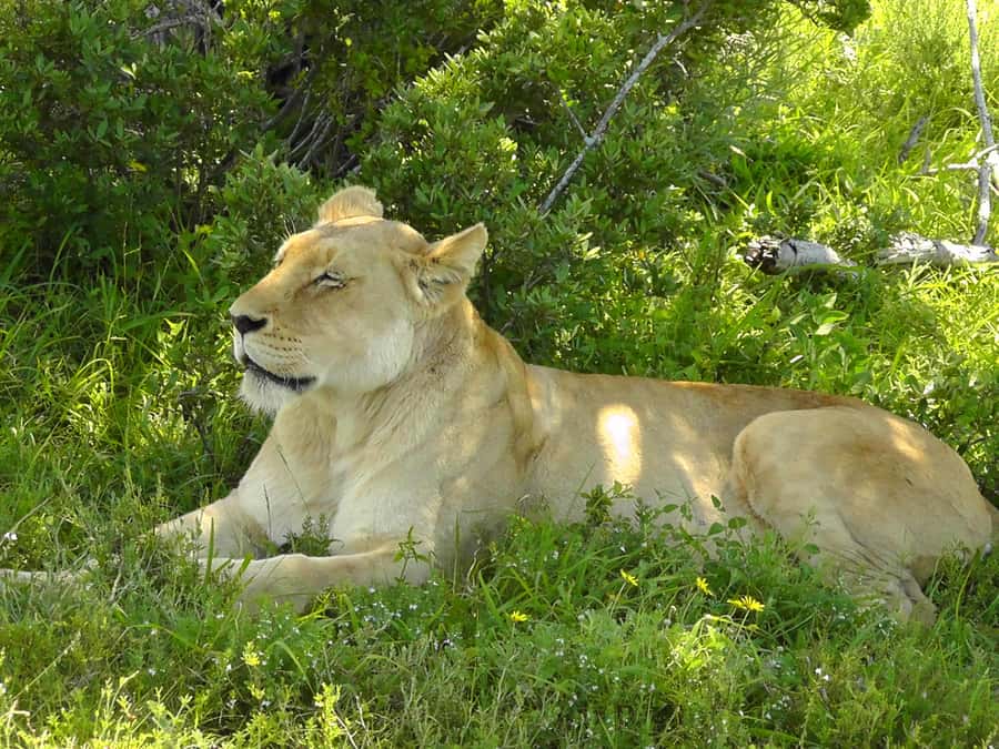 Port Elizabeth:2-Day Schotia Safaris & Addo Wildlife Reserve - The guides make or break the experience