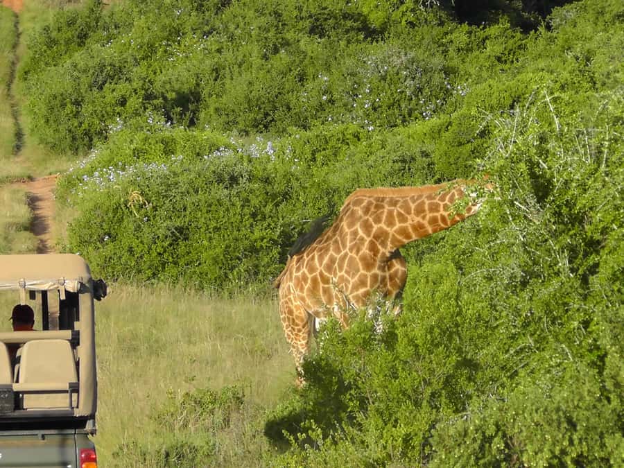 Port Elizabeth:2-Day Schotia Safaris & Addo Wildlife Reserve - Who will get the most from this safari?