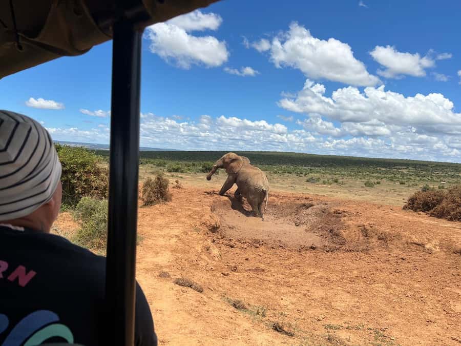 Port Elizabeth: 3-Day Addo Elephant National Park Safari - Key points before you book