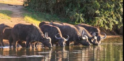 3-Day Addo Elephant National Park Safari