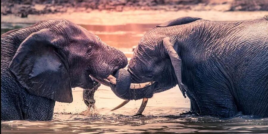 Port Elizabeth: 3-Day Addo Elephant National Park Safari - What Addo gives you that private reserves do not
