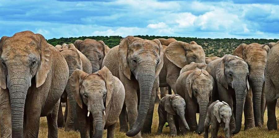 Port Elizabeth: 3-Day Addo Elephant National Park Safari - The Schotia sunset safari and Big Five search