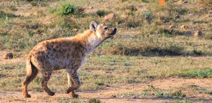 Port Elizabeth: 3-Day Addo Elephant National Park Safari - Accommodation choices and the price of $1,177
