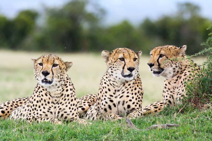 Port Elizabeth: 4x4 Wildlife Safari & City Sightseeing Tour - Why this Port Elizabeth day trip works